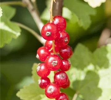 Ribes rubrum (GS505098.jpg)