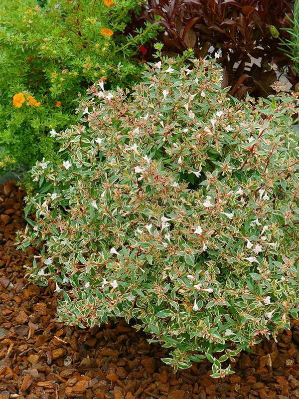 Abelia grandiflora 'Confetti', Abelie 'Confetti' Baumschule Ganslmaier