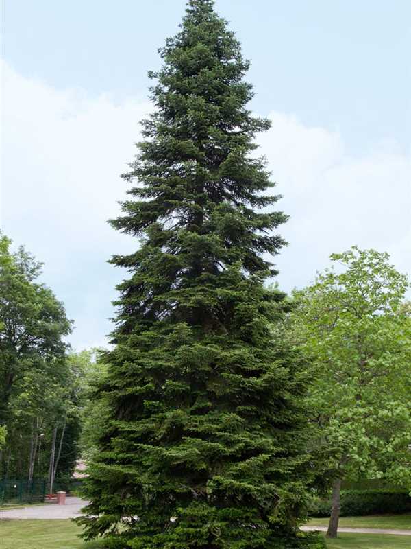 Abies bornmuelleriana, KleinAsienTanne Baumschule Ganslmaier