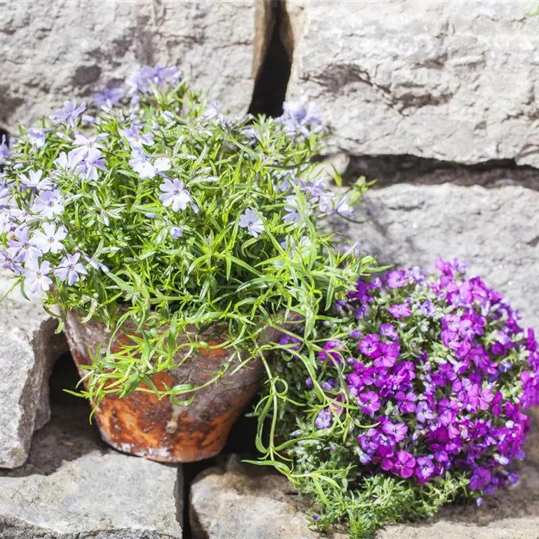 Gartenarbeiten im Mai
