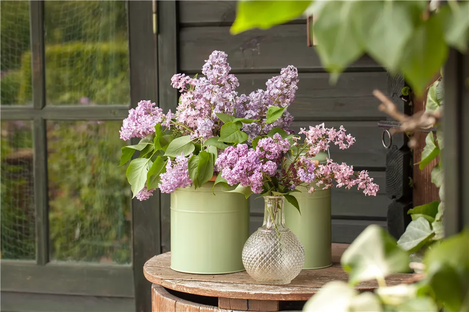 Flieder in der Vase