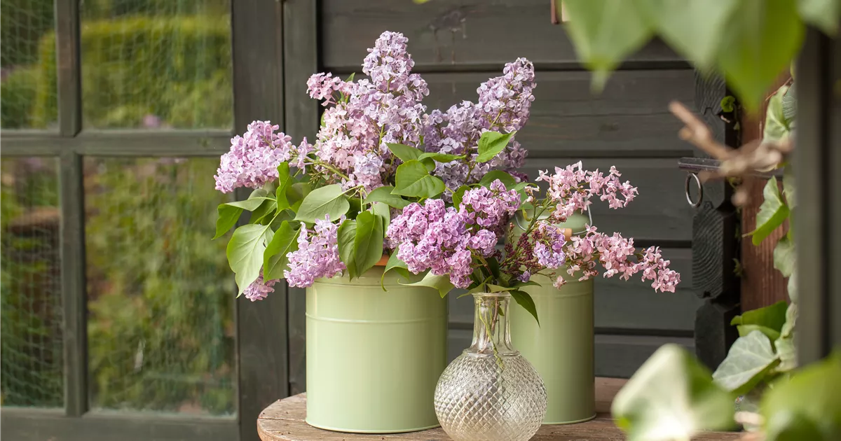 Flieder in der Vase