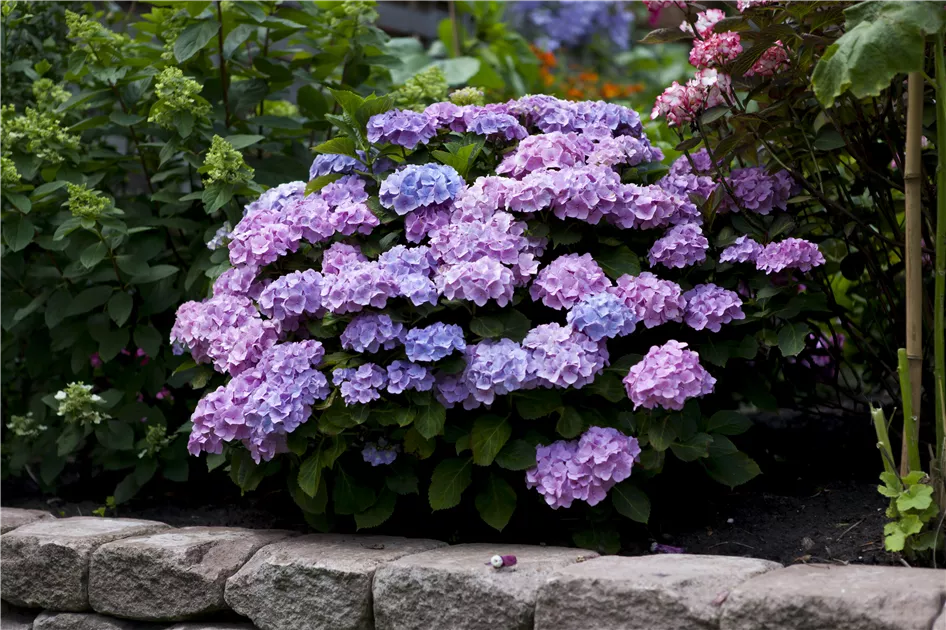 Die Hortensie im Garten - Baumschule Ganslmaier