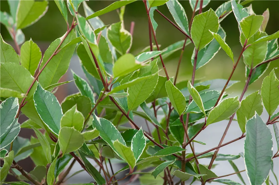 Photinia fraseri 'Louise'(s), Glanzmispel 'Louise'(s) - Baumschule  Ganslmaier