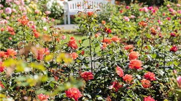 Strauchrose, apricot (GS621229.jpg)