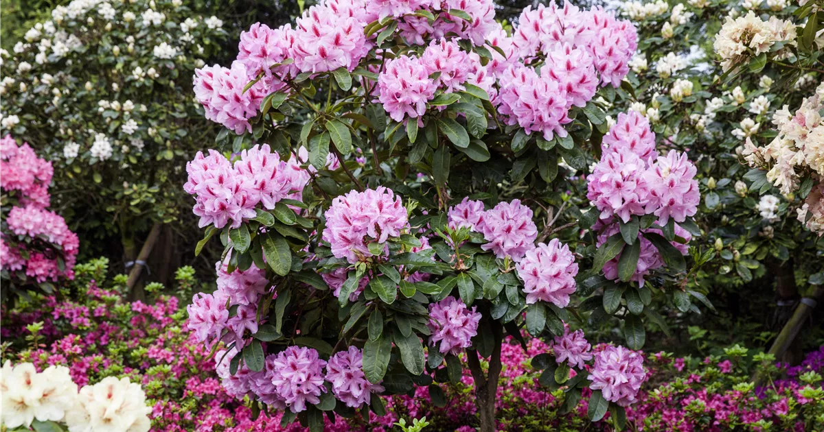 Schwarze Knospen am Rhododendron - Baumschule Ganslmaier